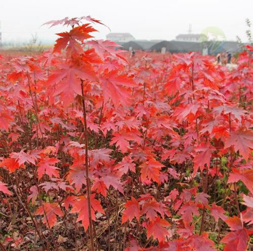 紅點紅楓